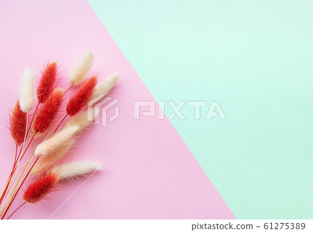 Fluffy spikelet on pastel background Fluffy spikelet on pastel background 61275389