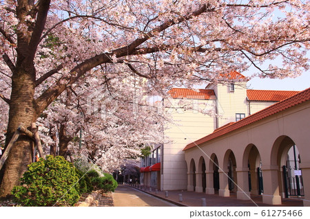 寶塚花之道的櫻花盛開（兵庫縣寶塚市） 61275466