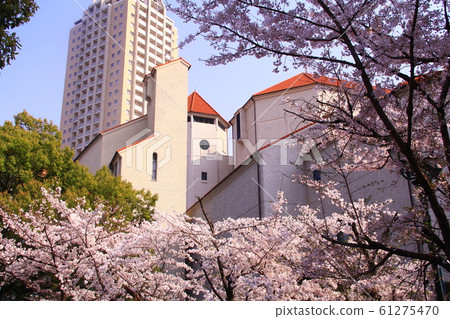 Cherry blossoms blooming in Takarazuka Hana no Michi (Takarazuka City, Hyogo Prefecture) Cherry blossoms blooming in Takarazuka Hana no Michi (Takarazuka City, Hyogo Prefecture) 61275470