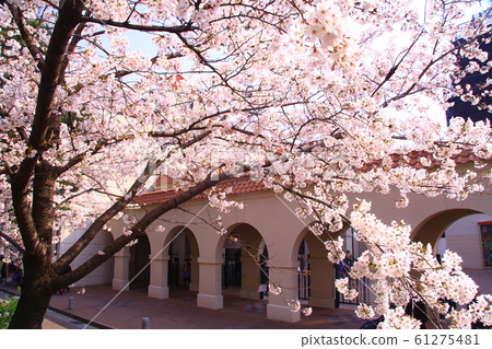 Cherry blossoms blooming in Takarazuka Hana no Michi (Takarazuka City, Hyogo Prefecture) Cherry blossoms blooming in Takarazuka Hana no Michi (Takarazuka City, Hyogo Prefecture) 61275481