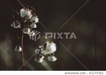 Fragile autumn dry plant with light white cotton like pappus seeds. Fragile autumn dry plant with light white cotton like pappus seeds. 61275562