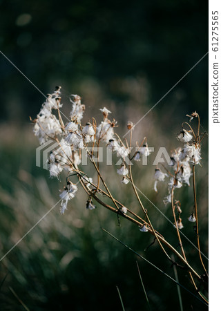 Delicate autumn dry plant with light white cotton like pappus seeds. Delicate autumn dry plant with light white cotton like pappus seeds. 61275565