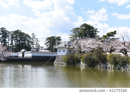 小田原城堡公園櫻花 61275588