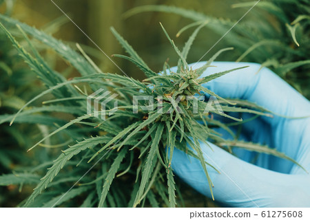 Cannabis plant inspection on farm 61275608