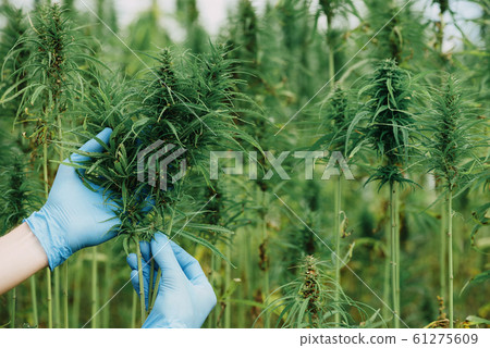 Scientist hold and show cannabis plants on the hemp field. 61275609