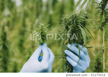 Scientist show cannabis plant bud on the field 61275618