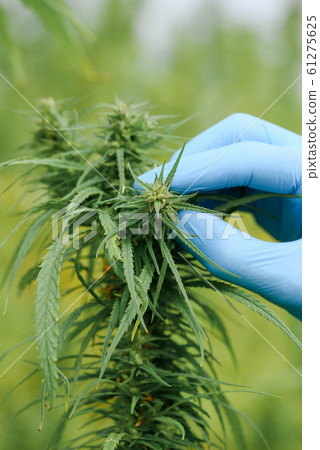 Cannabis plant inspection on field Cannabis plant inspection on field 61275625