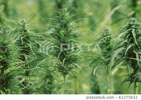 Hemp plants on commercial cannabis field 61275632