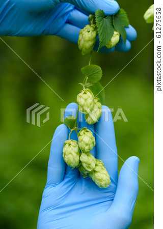 Hops cones in scientist hands hop yard inspection. Hops cones in scientist hands hop yard inspection. 61275658
