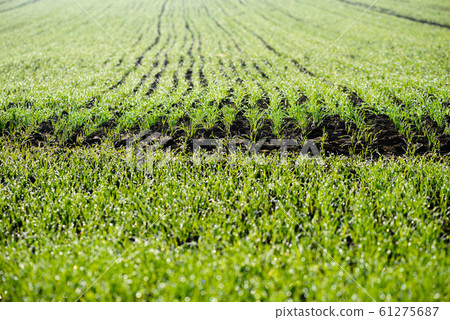 Wheat field with green young seedlings growing in autumn. 61275687
