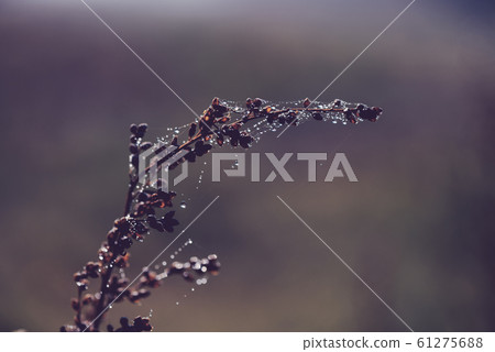 Dry autumn plant with dew water drops on spiders web closeup 61275688