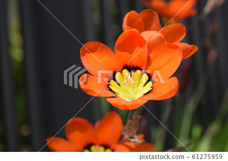 Suparakishisu Suparakishisu 61275959