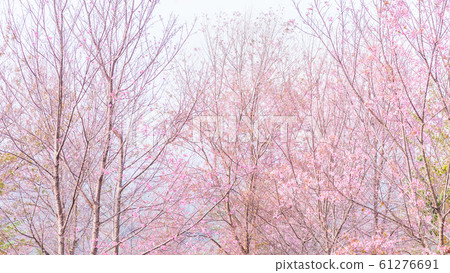 Pink blossoms on the branch with blue sky during spring blooming, Branch with pink sakura blossoms, Chiang Mai, Thailand Blooming cherry tree branches against a cloudy blue sky Himalayan blossom Pink blossoms on the branch with blue sky during spring blooming, Branch with pink sakura blossoms, Chiang Mai, Thailand Blooming cherry tree branches against a cloudy blue sky Himalayan blossom 61276691