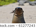 Galapagos sea lion 61277243