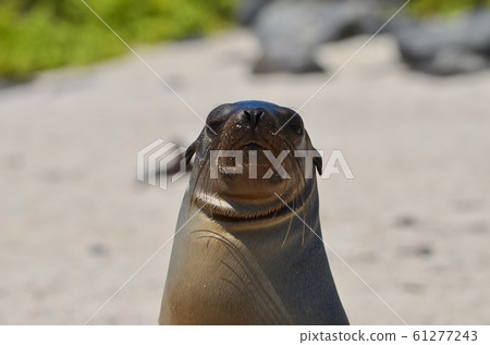 Galapagos sea lion 61277243