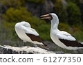 Pair of Nazca Boobies 61277350
