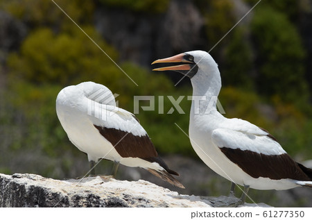 Pair of Nazca Boobies 61277350