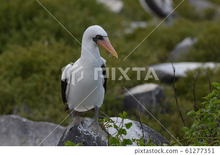 Nazca boobies 61277351
