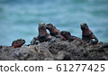 Sea iguana on the Galapagos Islands Espanola 61277425