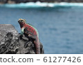 Sea iguana on the Galapagos Islands Espanola 61277426