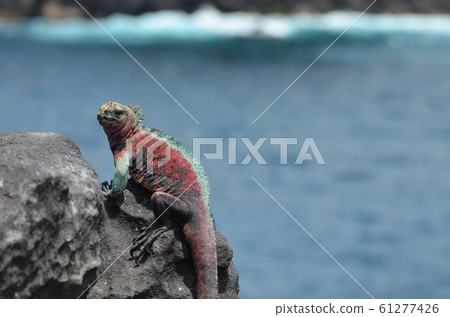 Sea iguana on the Galapagos Islands Espanola 61277426
