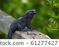 Sea iguana on the Galapagos Islands Espanola 61277427