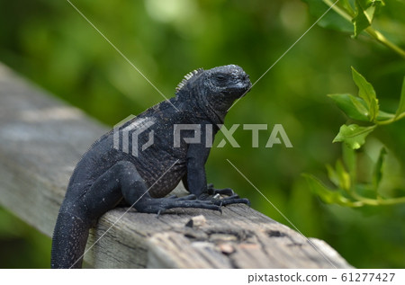 Sea iguana on the Galapagos Islands Espanola 61277427