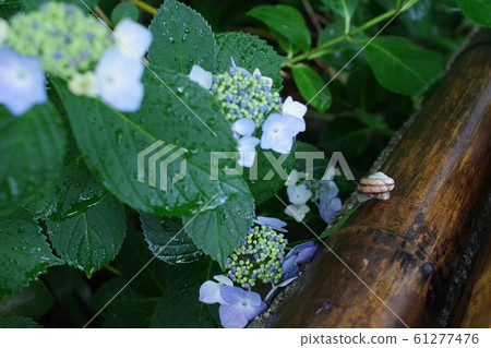蝸牛繡球雨季 61277476