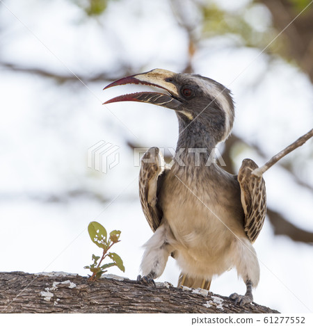 African Grey Hornbill in Kruger National park, African Grey Hornbill in Kruger National park, 61277552