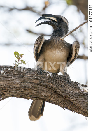 African Grey Hornbill in Kruger National park, African Grey Hornbill in Kruger National park, 61277553