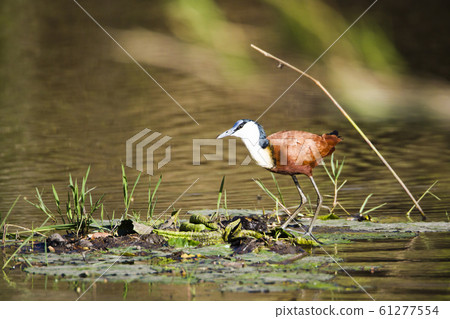 African jacana in Kruger National park, South 61277554