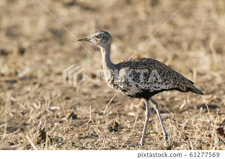 Black-bellied bustard in Kruger National park, 61277569