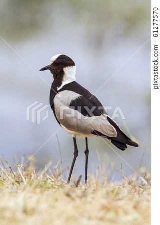Blacksmith Lapwing in Kruger National park, South 61277570