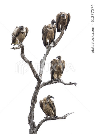 Cape vulture in Kruger National park, South Africa 61277574