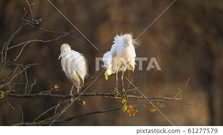 Cattle egret in Kruger National park, South Africa Cattle egret in Kruger National park, South Africa 61277579