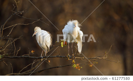 Cattle egret in Kruger National park, South Africa 61277580
