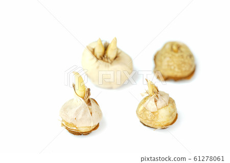 Crocus Crocus 61278061