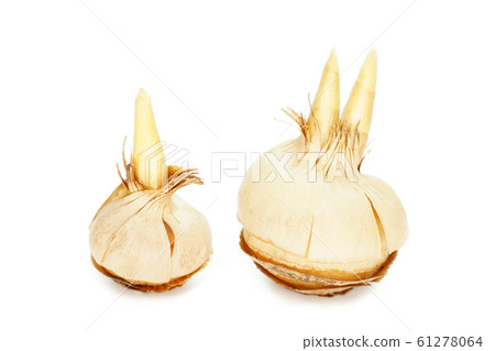 Crocus Crocus 61278064