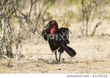 Southern Ground-Hornbill in Kruger National park, Southern Ground-Hornbill in Kruger National park, 61278138