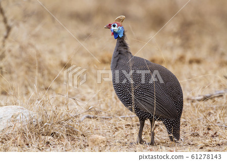 Helmeted guineafowl in Kruger National park, South Helmeted guineafowl in Kruger National park, South 61278143