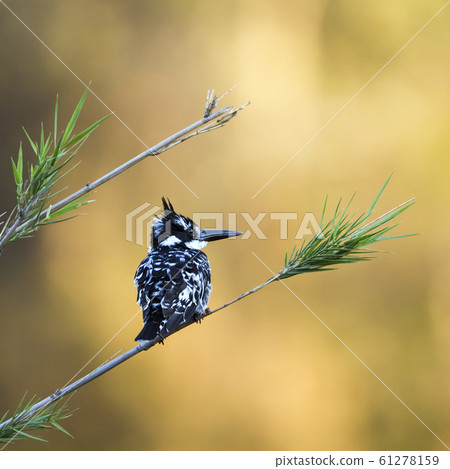 Pied kingfisher in Kruger National park, South 61278159
