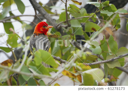 Red-headed weaver in Kruger National park, South Red-headed weaver in Kruger National park, South 61278173