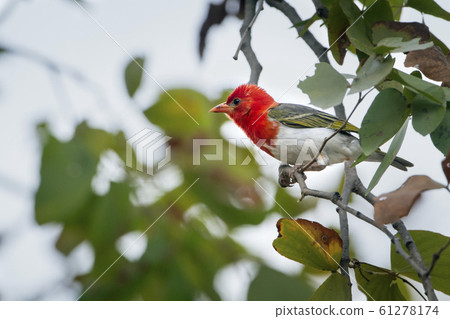 Red-headed weaver in Kruger National park, South Red-headed weaver in Kruger National park, South 61278174