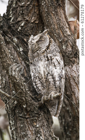 African Scops-Owl in Kruger National park, South 61278179
