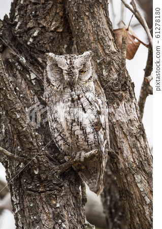 African Scops-Owl in Kruger National park, South 61278180
