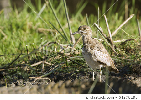Water thick-knee in Kruger National park, South 61278193
