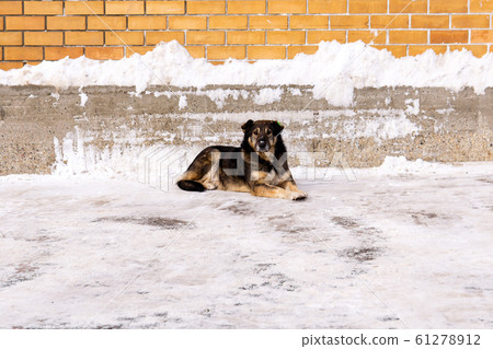sterilized street dog lies against a wall in the 61278912