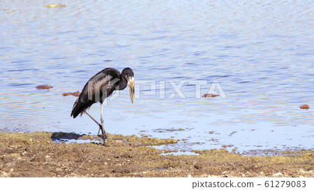 African openbill in Kruger National park, South 61279083