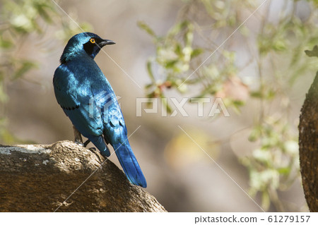 Burchell s Glossy Starling in Kruger National 61279157