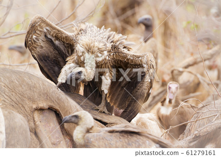 Cape vulture in Kruger National park, South Africa 61279161